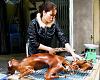 Canine and Feline laundering-dog_meat_by_thanh_nguyen-748464.jpg