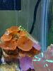 Any fish tank / aquarium owners ?-037.jpg
