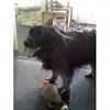 my dog and dbol-4400_110145371258_712541258_3148680_4653271_s.jpg