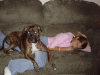 My dog was hit by a car-l_2a32e625e330eab0d594bf38d7d706e3.gif