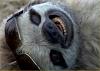 best looking chick thread-sloth.jpg