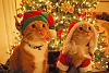 Ask DSM anything.-cats_dressed_as_santa_elf_02-600x399.jpg