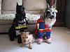 Show Us Your Dogs-halloween-0001.jpg