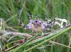 Photo booth-4-spot-orb-weaver-spider.jpg