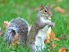 It's 'Daylight Saving Time'-funny-squirrel-pictures.jpg