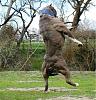 Anyone ever own a Cane Corso-image-1635254684.jpg