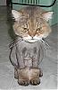 No Matter how drunk you are, don't shave your cat!-image001.jpg
