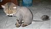 No Matter how drunk you are, don't shave your cat!-image002.jpg
