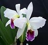 Photo booth-orchid_cattleyas_139.jpg