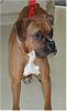 What kind of dog do you have?-alcapponeboxer.jpg