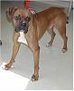 What kind of dog do you have?-alcapponeboxer1.jpg