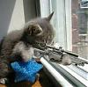 Post some funny pics-kitty_sniper.jpg