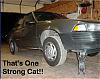 One strong pussy............cat....;)-strongcat.jpg