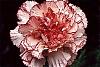 Here's a challenge...for my AR family-carnation-red-white.jpg
