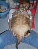 For cat lovers (or haters)-fatcat1.jpg