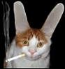 Help on quitting Smoking : )/'''''''''-3898catnmouse8-thumb.jpg