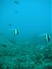 Scuba Diving-pict0018.jpg