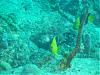 Diving Pics....-yellowfish.jpg