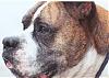help me pick a boxer pup)-maggie-1.jpg