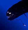 PICTURES - Deep Sea Creatures-3918-27.jpg