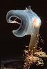 PICTURES - Deep Sea Creatures-20010217.jpg