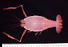 PICTURES - Deep Sea Creatures-blind_lobster.jpg