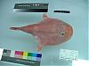 PICTURES - Deep Sea Creatures-coffinfish.jpg