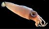 PICTURES - Deep Sea Creatures-news2_large.jpg
