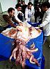 PICTURES - Deep Sea Creatures-octopus.jpg