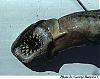 PICTURES - Deep Sea Creatures-peces1.jpg