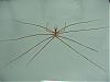 PICTURES - Deep Sea Creatures-sea_spider.jpg