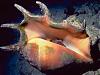 PICTURES - Deep Sea Creatures-sea-shell.jpg