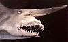 PICTURES - Deep Sea Creatures-shark.jpg