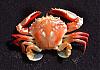 PICTURES - Deep Sea Creatures-swimmer_crab.jpg