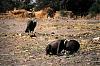 Photos that changed the world-kevincarter.jpg