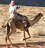 pictures of itsallmental have arrived-kamel-jockey-crop.jpg