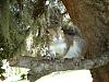 My pet squirrel-dsc00525.jpg
