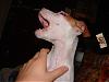 Looking for a good picture of pitbull cropped ears-2004_1121image0127.jpg