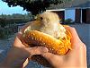 Who Likes Chicken Burgers?-chicken-burger.jpg