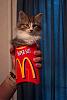 The new McCat-hilarious.jpg