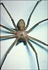 OMG, the nastiest thign I have see in a while  (besides Chyna porn)-brownrecluse02.jpg