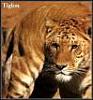 BDTR's favorite animal-tigon.jpg