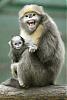 Offical Saluu &quot;The Roid Monkey&quot; Fan Club ( Click for Pics)-guizhou-golden-monkey-china.jpg