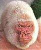 Offical Saluu &quot;The Roid Monkey&quot; Fan Club ( Click for Pics)-albino-gorilla-spain.jpg