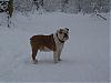 Check out my pitbull-spike-de-sneeuw-008.jpg