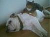 Check out my pitbull-picture24.jpg