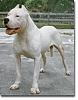 Thinking about an Argentine dogo-argentino.gif