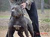Check out the muscles on this puppy !!-pitt-bull.jpg