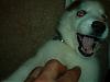 I've never had a dog this bad before, thinking about getting rid of him-demon-man-006.jpg