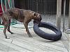 My dog's only toy-dsc00644.jpg